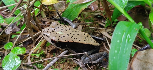 Malabar Frog, Clinotarsus curtipes