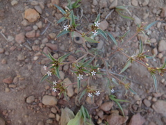 Collomia tinctoria