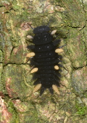 Eumorphus quadriguttatus pulchripes