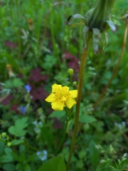 Ranunculus repens