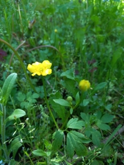 Ranunculus repens