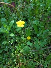 Ranunculus repens