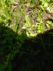 Veronica serpyllifolia