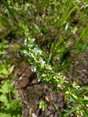 Veronica serpyllifolia