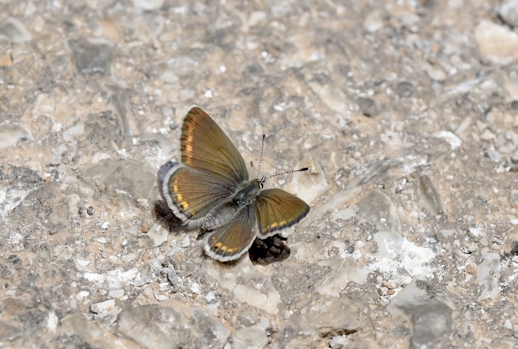 Cretan Argus