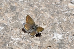 Kretania psylorita