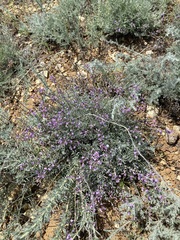 Astragalus tenuifolius
