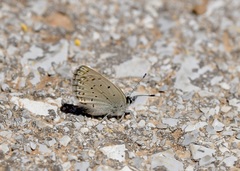 Kretania psylorita