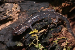 Plethodon montanus