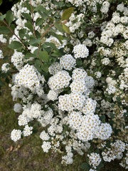 Physocarpus intermedius