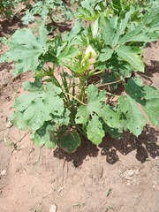 Abelmoschus