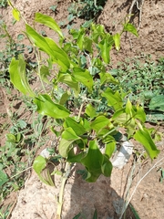 Angiospermae