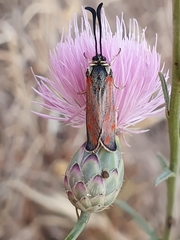 Mantisalca salmantica