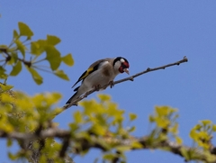 Carduelis carduelis