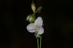 Murdannia saddlepeakensis