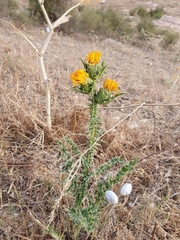 Scolymus grandiflorus