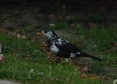 Turdus merula