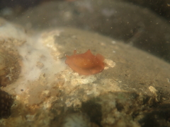 Dendrodoris fumata