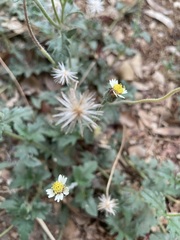 Tridax procumbens