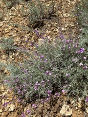 Astragalus tenuifolius