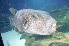 Arothron multilineatus