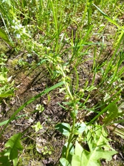 Veronica serpyllifolia