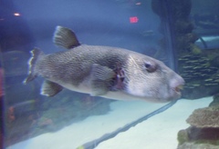 Arothron multilineatus