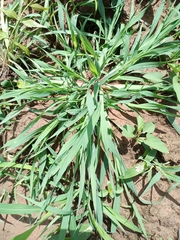 Poaceae