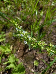 Veronica serpyllifolia