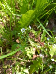 Veronica serpyllifolia