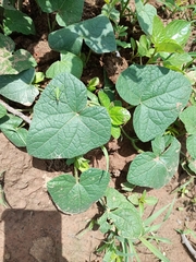 Cucurbitaceae