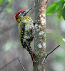 Picus vittatus