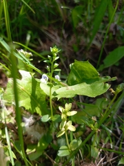 Veronica serpyllifolia