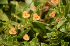 Murdannia lanuginosa