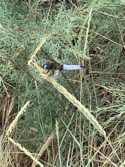 Libellula fulva