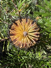 Banksia cunninghamii