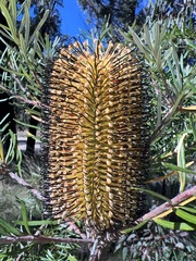 Banksia cunninghamii