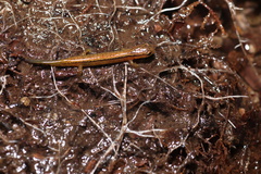 Eurycea wilderae