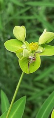 Euphorbia jolkinii