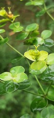 Euphorbia jolkinii