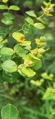 Euphorbia jolkinii