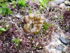 Colpomenia tuberculata