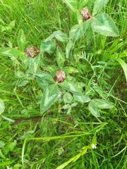 Trifolium pratense