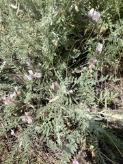 Astragalus testiculatus