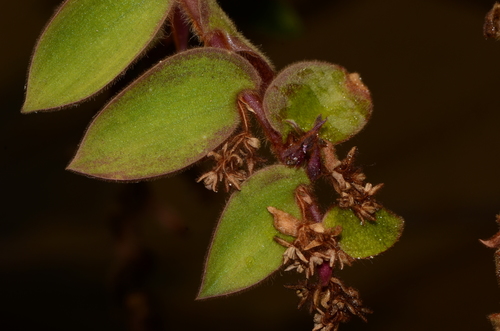 Cyanotis beddomei
