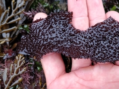 Chondracanthus spinosus