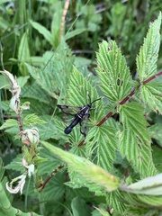 Synanthedon spheciformis