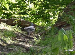 Columba palumbus