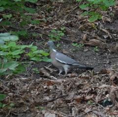 Columba palumbus