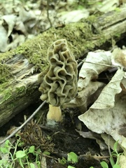 Morchella diminutiva